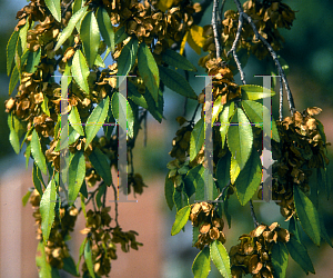 Picture of Ulmus parvifolia 