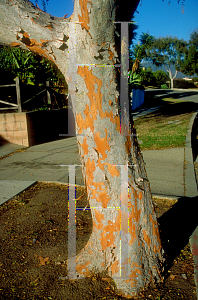 Picture of Ulmus parvifolia 