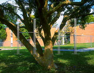 Picture of Ulmus parvifolia 'Drake'