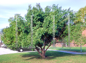 Picture of Ulmus parvifolia 'Drake'