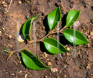 Picture of Ulmus parvifolia 'Dynasty'