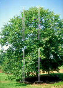 Picture of Ulmus x 'Pioneer'