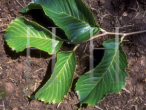 Picture of Ulmus wilsoniana 'Prospector'