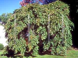 Picture of Ulmus glabra 'Camperdownii'