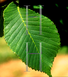 Picture of Ulmus glabra 'Camperdownii'