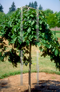 Picture of Ulmus glabra 'Camperdownii'