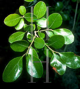 Picture of Vaccinium arboreum 