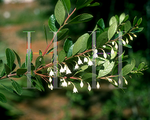 Picture of Vaccinium arboreum '~Species'