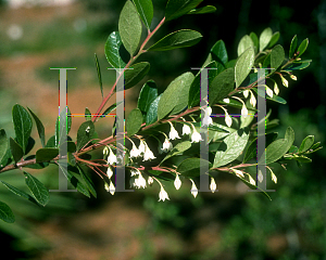 Picture of Vaccinium arboreum 