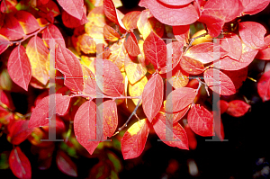 Picture of Vaccinium angustifolium 