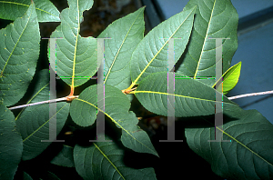 Picture of Viburnum cassinoides 