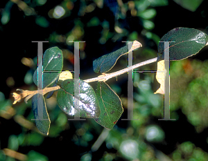 Picture of Viburnum x burkwoodii 