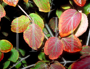 Picture of Viburnum carlesii 'Aurora'