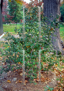 Picture of Viburnum carlesii 'Compactum'