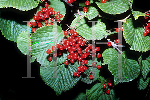 Picture of Viburnum dilatatum 