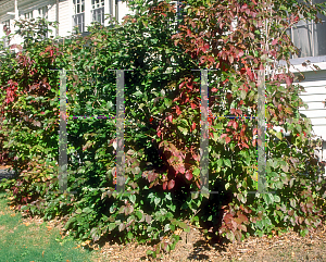 Picture of Viburnum dentatum 