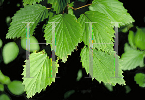 Picture of Viburnum dentatum 