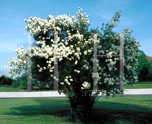 Picture of Viburnum macrocephalum 