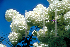 Picture of Viburnum macrocephalum 