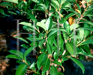 Picture of Viburnum japonicum 