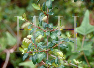 Picture of Viburnum obovatum 