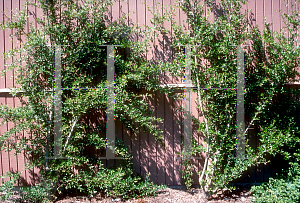 Picture of Viburnum obovatum 