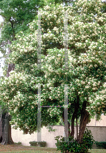 Picture of Viburnum odoratissimum 