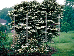 Picture of Viburnum plicatum f. tomentosum 