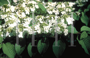 Picture of Viburnum plicatum f. tomentosum 'Shasta'