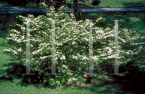 Picture of Viburnum plicatum f. tomentosum 'Shasta'