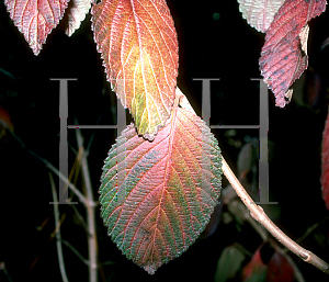 Picture of Viburnum plicatum f. tomentosum 'Shasta'