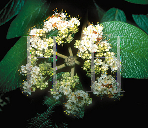 Picture of Viburnum rhytidophyllum 