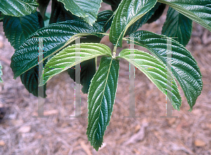 Picture of Viburnum sieboldii 