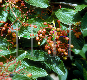 Picture of Viburnum sieboldii 