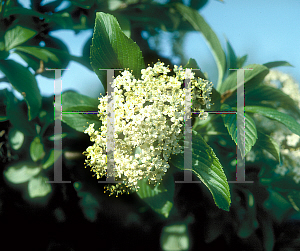 Picture of Viburnum sieboldii 