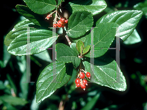 Picture of Viburnum suspensum 