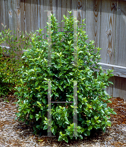 Picture of Viburnum tinus 