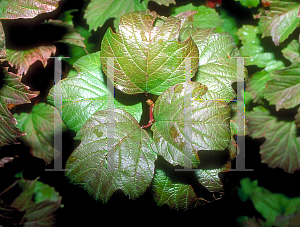 Picture of Viburnum trilobum 'Wentworth'