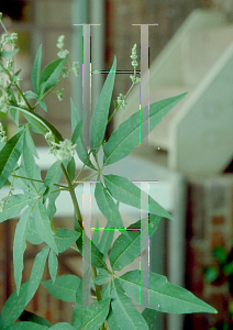 Picture of Vitex agnus-castus 