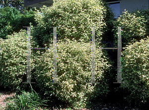 Picture of Vitex trifolia 'Variegata'