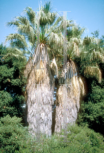 Picture of Washingtonia filifera 