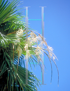 Picture of Washingtonia robusta 