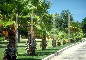 Picture of Washingtonia robusta 