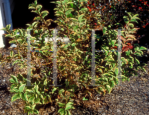 Picture of Weigela florida 'Variegata Nana'