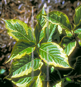 Picture of Weigela florida 'Variegata Nana'