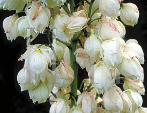 Picture of Yucca aloifolia 