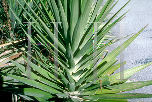 Picture of Yucca aloifolia 