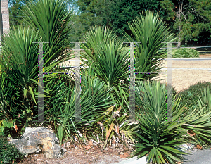 Picture of Yucca aloifolia 