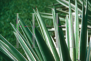 Picture of Yucca aloifolia 'Variegata'