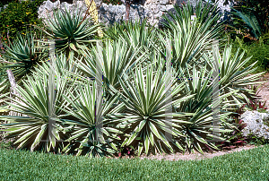 Picture of Yucca aloifolia 'Variegata'